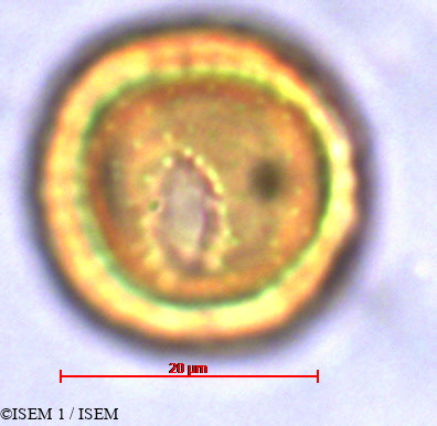ISEM 1/Stoebe_kilimandscharica_21687/Stoebe_kilimandscharica_21687_0004(copy).jpg